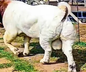 حیوانات غول جثه؛ ببینید این بزها چه غیرعادی بزرگ هستند و بعضی هاشون اندازه گاون