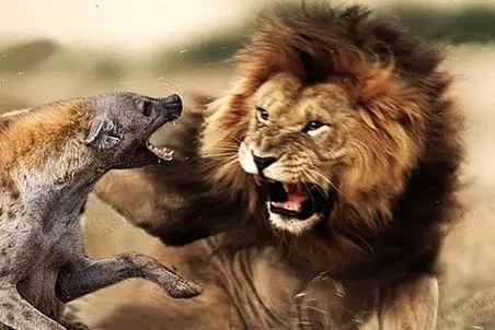 مستند حیات وحش؛ شیر؛ کفتار راه راه