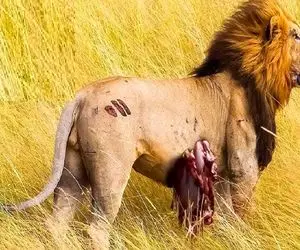 شاهکار حیات وحش؛ بوفالوی سفاک شکم شیر شریر و با شاخ سوراخ کرد کفتار ببلعه