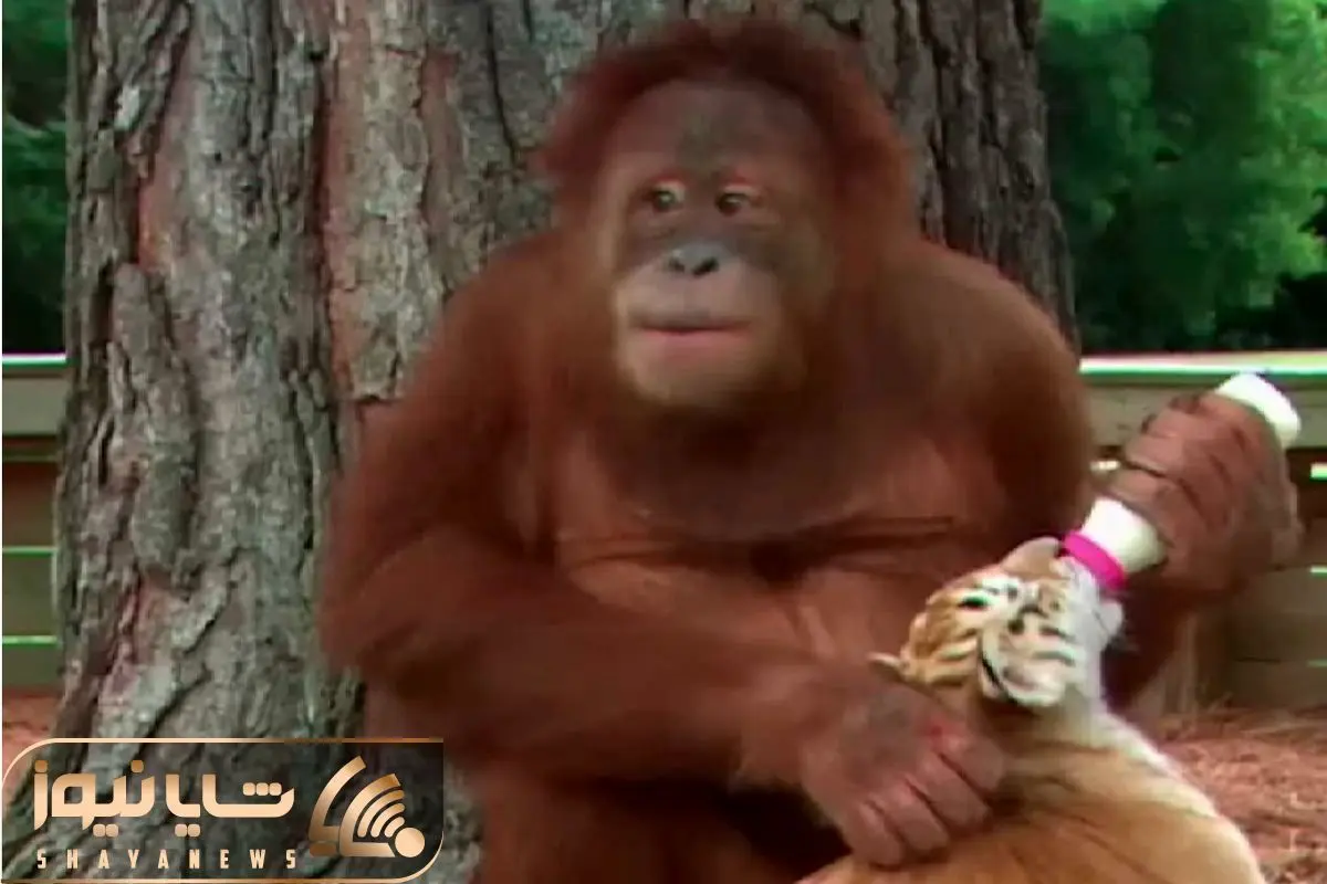 Orangutan Babysits Tiger