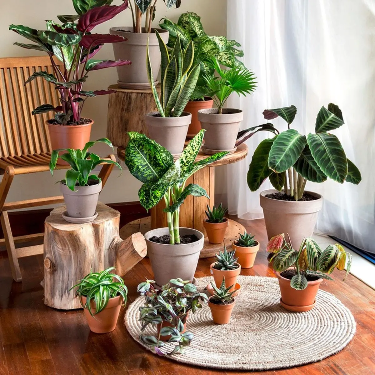 نجات گیاهان آپارتمانی خشک شده