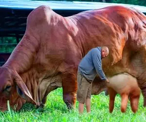 گاوهای باورنکردنی؛ گاو با هزار و 200 کیلو وزن تو مسابقه گاوهای آهنین شرکت کرد