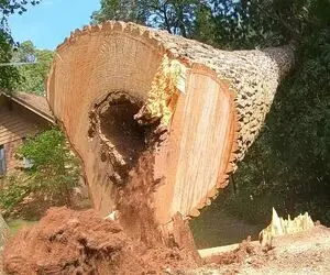 ابزارآلات غول پیکر؛ درخت اقاقیا رو با اره برقی برش میدن وسطش مار پیدا میشه