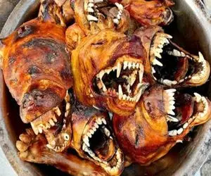 کباب سگ؛ بعد رنده کردن پوست سگ سفید نازنازی انداخت تو قابلمه بپزه میلیاردی بفروشه