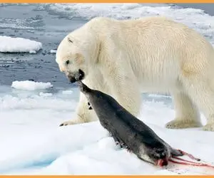 از جذابیت‌های حیات وحش؛ فوک بی دست و پا چارنعل دویید اخرش شد غذای خرس قطبی