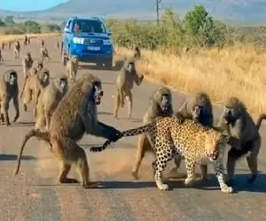 مستند حیات وحش /  بابون ها برای انتقام ابهت پلنگ رو با پشه یکی کردن