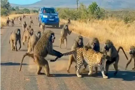 مستند حیات وحش /  بابون ها برای انتقام ابهت پلنگ رو با پشه یکی کردن