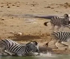 مستند حیات وحش؛ گورخر عصبی کله بچشو میکنه زیر آب