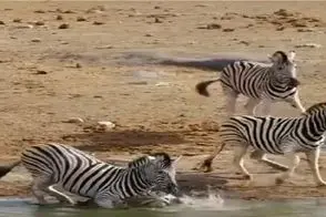 مستند حیات وحش؛ گورخر عصبی کله بچشو میکنه زیر آب