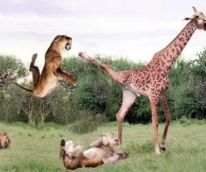 بدایع حیات وحش؛ زرافه لنگ دراز پاشو کرد تو چشم شیر لاجون تا نوزادشو نجات بده