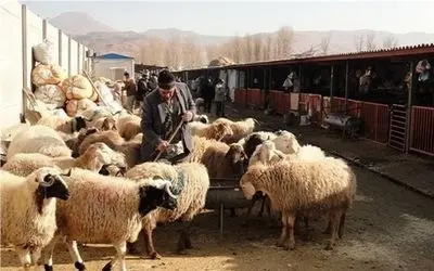 قیمت دام زنده امروز ۱۵ مهر 1404 + جدول