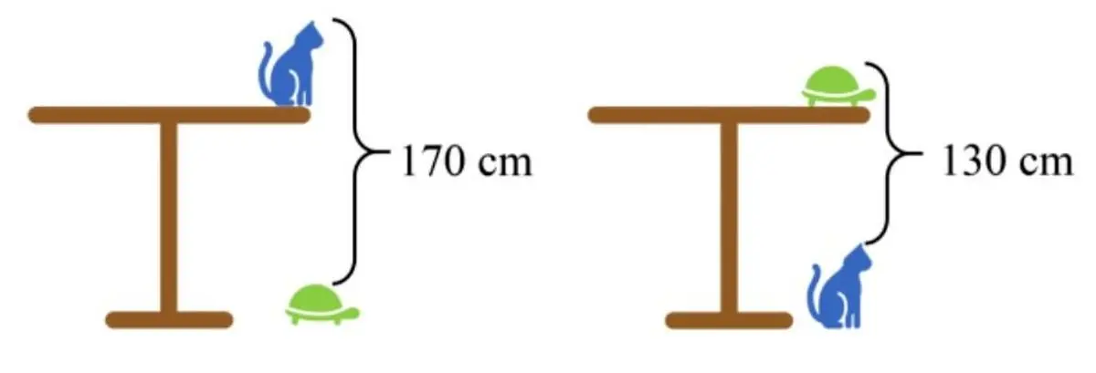 cat-tortoise-table-height-brain-teaser