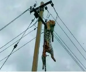 از جذابیت‌های حیات وحش؛ سیل پلنگ و هول داد رو تیر برق برق گرفتش نصف شد از وسط