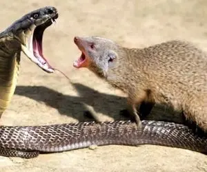 مستند حیات وحش؛ مانگوس ریزه عزرائیل مار شلنگی میشه