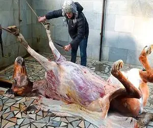 فرآوری اسب؛ اسب‌های فرتوت رو با داس گردن میزنن بعد پوست کندن اسلایسو پک میکنن