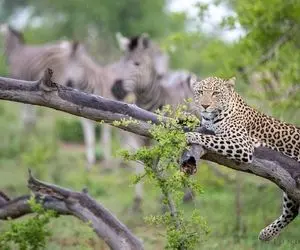 صحنه های دلخراش حیات وحش؛ پلنگ و جگوار جوری گورخر رو شکار کردن که دلت کباب میشه!