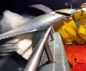 معماری طبیعت؛ خدمه کشتی ماهی نشون کرده نهنگ رو گرفتن اونم در نزده اومد تو برا انتقام