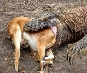 از بدایع حیات وحش؛ اژدهای کومودو بز و مثل ماکارونی کرد تو دهنش و با بزاغ فرو بلعید