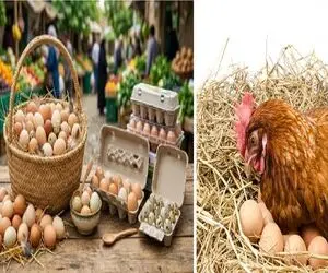 قیمت تخم مرغ امروز یکشنبه 1 شهریور 1405 + جدول