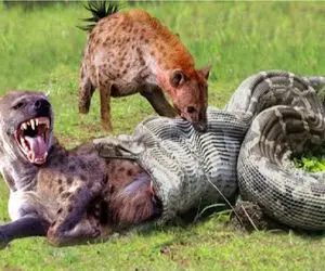 مستند حیات وحش؛ پیتون غول کفتار تو حلقش گیر انداخته بود برای بلع که شرحه شد