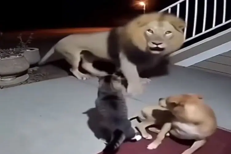 معماری طبیعت؛ شیر رفت که دلی از عزا دربیاره اما جوری ترسوندنش که یه آن روح از تنش رفت