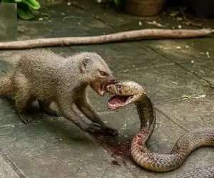 جذابیت حیات وحش؛ نبرد کینه توزانه مانگوس و مار شلنگ برای بقا