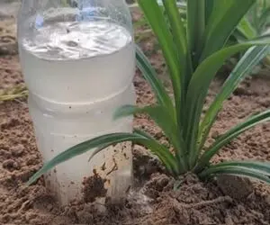 ایده های خلاقانه؛ بطری های پلاستیکی آب معدنی دور ننداز باهاش باغچتو قطره ای آبیاری کن