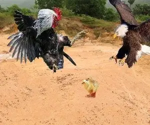 نارام زیان؛ عقاب دد خواس جوجه بقاپه خروس بدشگون پرید وسط از حرمسراش حفاظت کنه