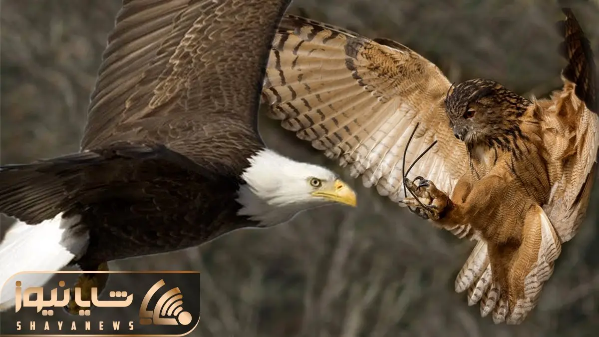 از جذابیت های حیات وحش؛ جغد چه تقلایی می کنه واسه اینکه عقاب بچه هاش رو نخوره