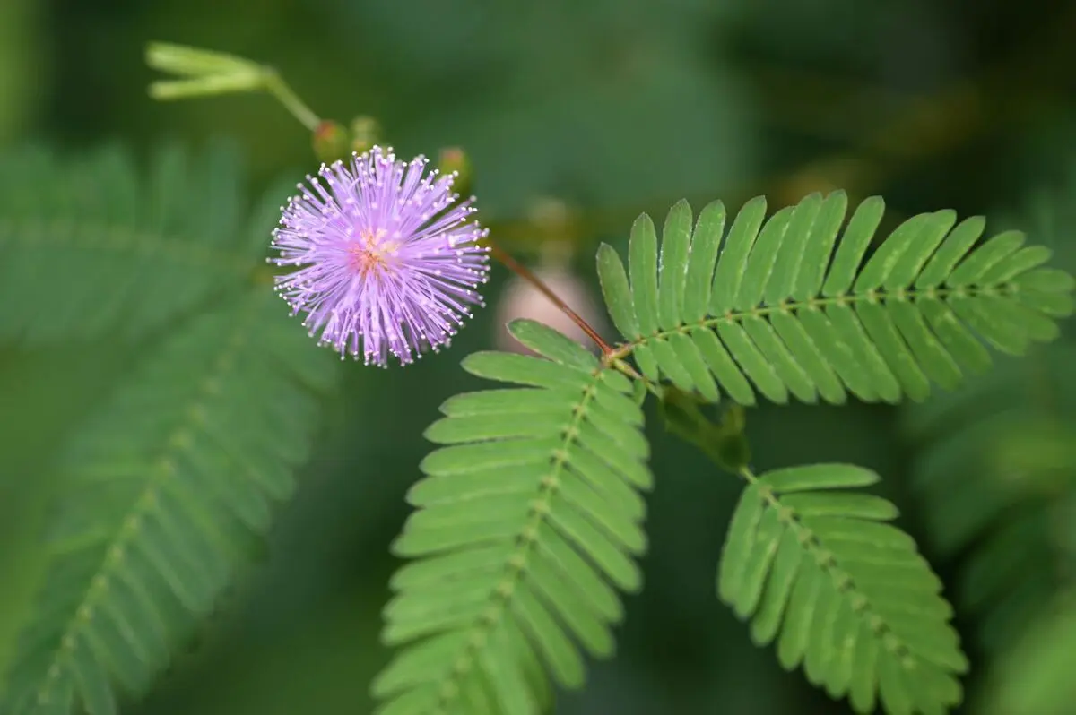 mimosa-pudica-Shameplant