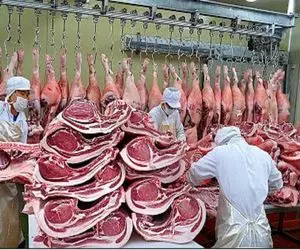 فرآوری خوک؛ خوک‌‌های صورتیو تو گلخونه پرورش داد چرخ کردش سوسیس شد باقیش استیک