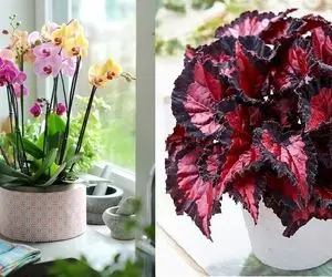 گل های آپارتمانی خوشبو کننده / اینا عین عطر برند با بویی که دارن تو خونه هلاکت میکنن