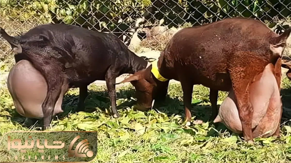 فرآوری بز؛ بزهایی که نصف وزن شون شیره و انگار رو رگ هاشون به جای خون شیر جریان داره