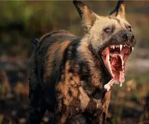 جنگ وحشتناک حیات وحش/ سگ وحشی در نبرد فک خود را از دست داد/دهنی برای سگ نموند