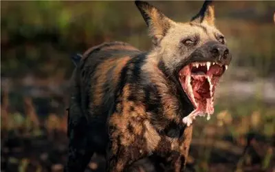جنگ وحشتناک حیات وحش/ سگ وحشی در نبرد فک خود را از دست داد/دهنی برای سگ نموند