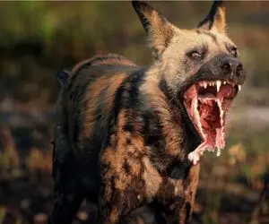 جنگ وحشتناک حیات وحش/ سگ وحشی در نبرد فک خود را از دست داد/دهنی برای سگ نموند