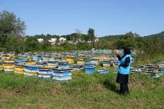 موسسه رازی میزبان همایش زنبور درمانی کشور شد