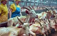 فرآوری بز؛ بعد یک دهه بهره وری از 70000 بز میبرنشون سلاخ خونه برای تولید گوشت