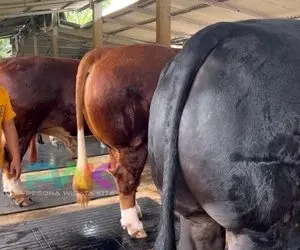 فرآوی گاو؛ با غذاهایی خاصی که میدن گاو پرورش دادن از پشت اندازه پراید هاچ بک