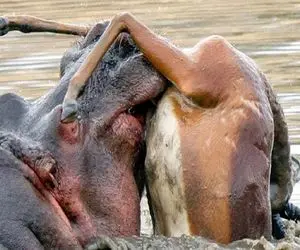 شاهکار حیات وحش؛ اسب آبی سفاک پرید تو برکه از باسن غزال زیبا شروع به بلع کرد