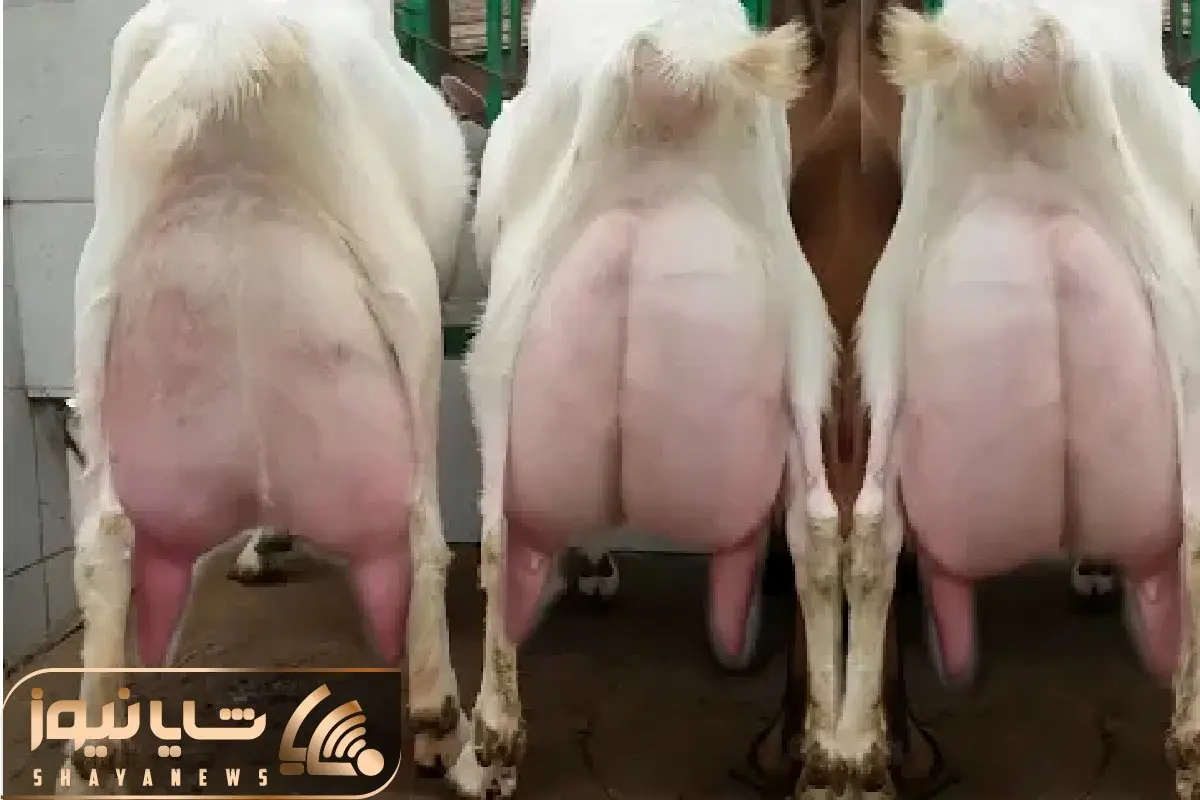 بز باورنکردنی؛ بز اینقدر شیرش زیاده تا دوشیده نشه زمین گیره