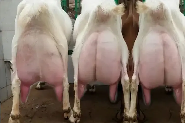 بز باورنکردنی؛ بز اینقدر شیرش زیاده تا دوشیده نشه زمین گیره