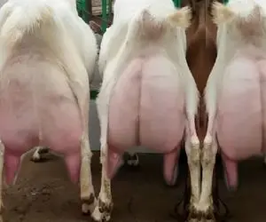 بز باورنکردنی؛ بز اینقدر شیرش زیاده تا دوشیده نشه زمین گیره