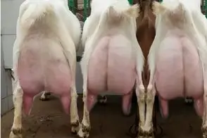 بز باورنکردنی؛ بز اینقدر شیرش زیاده تا دوشیده نشه زمین گیره