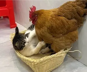 مستند کاوش؛ مرغ غرق چشمای گربه بود زدن تو گوش تخمش