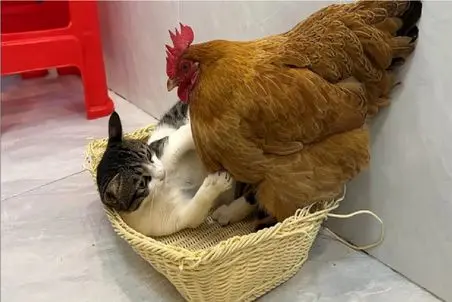 مستند کاوش؛ مرغ غرق چشمای گربه بود زدن تو گوش تخمش