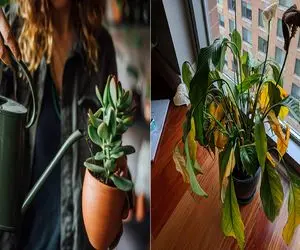 گیاه‌ مون داره غرق میشه؛ علائم آبیاری بیش از حد چیه؟/پژمردگی گیاه‌ تون رو جدی بگیرین