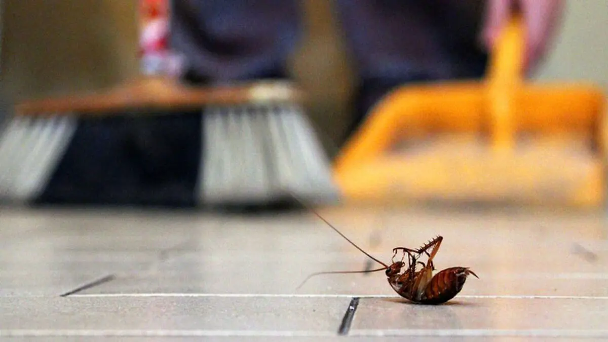Cheap_Natural_Ways_to_Remove_Pest2e-1