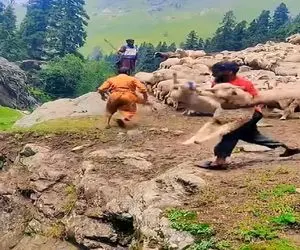 دامداری نوین؛ به بدترین شکل ممکن گوسفندا رو حموم میکنه