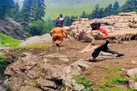 دامداری نوین؛ به بدترین شکل ممکن گوسفندا رو حموم میکنه